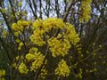 Cornus Mas, 60-80 7.5L, Gele Kornoelje