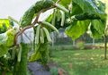 Corylus avellana 'Contorta', 80-100 12L, Krulhazelaar