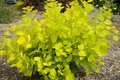 Cotinus cogg. 'Golden Spirit', 40-50 3L, Pruikenboom ®