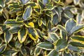 Elaeagnus ebbingei 'Gilt Edge', 100/125 30L, Olijfwilg