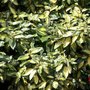 Elaeagnus ebbingei 'Limelight', 125-150 30L, Bontbladige olijfwilg