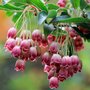 Enkianthus campanulatus, 60-80 7.5L Japanse klokjesstruik