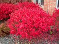 Euonymus alatus 'Compactus', 25-30 3L, Kardinaalshoed