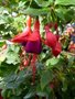 Fuchsia hybr. 'Mrs Popple' P9, Bellenplant