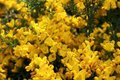 Genista pilosa 'Vancouver Gold', 20-25 2.5L, Kruisbrem