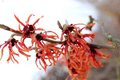 Hamamelis int. 'Diane', 60-80 Kluit, Toverhazelaar