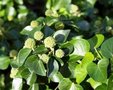 Hedera hib. 'Arbori Compact', 20-25 3L, Dwergklimop