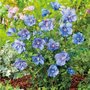 Hibiscus syr. 'Blue Chiffon', 40-50 3L, Althaeastruik (Notwoodthree) ®