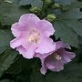 Hibiscus syr. 'Lav. Chiffon', 40-50 Althaeastruik (Notwoodone) ®