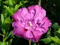 Hibiscus syr. 'Purple Ruffles', 40-50 3L, Althaeastruik (Sanchonyo) ®