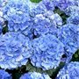 Hydrangea macro. 'Endless Summer Bloomstar', 25-30 3L, Hortensia ®