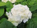 Hydrangea macro. 'Endless Summer The Bride', 25-30 3L, Hortensia ®