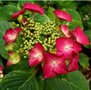 Hydrangea macro. 'Rotkehlchen', 7.5L, Hortensia