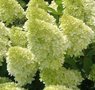 Hydrangea pan. 'Candlelight', 3L Pluimhortensia