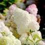 Hydrangea pan. 'Diamantino', 40-60 3L, Pluimhortensia ®