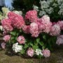 Hydrangea pan. 'Diamont Rouge', 40-50 3L, Pluimhortensia