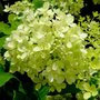 Hydrangea pan. 'Little Lime', 40-60 cm 3L, Pluimhortensia (Jane) ®