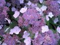 Hydrangea villosa, 25-30 3L, Hortensia