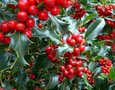 Ilex aquif. 'Argentea Marginata', 50/60 Kluit, Hulst