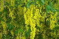 Laburnum anagyroides, 40-60 3L, Goudenregen