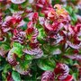 Leucothoe axillaris 'Curly Red', 20-25 3L, Druifheide ®