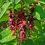 Leycesteria form. 'Purple Rain', 3L