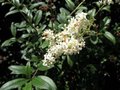 Ligustrum jap. 'Texanum', 40-50 5L Japanse liguster