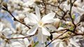 Magnolia loebn. 'Merrill', 60/80 Kluit, Beverboom