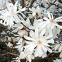 Magnolia Stellata, 80/100 Kluit, Stermagnolia