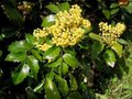 Mahonia aquifolium, 30-40 3L, druifstruik