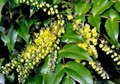 Mahonia japonica (=Bealei), 25-30 3l, Mahoniestruik