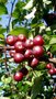 Malus hybr. 'Liset', 7.5L Sierappel, STRUIK