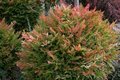 Nandina dom. 'Gulfstream', 25-30 3L, hemelse bamboe