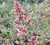 Nandina dom. 'Richmond', 40-50 3L, hemelse bamboe