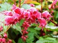 Neillia Affinis, 30-40 2.5L Trosspirea