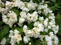 Philadelphus 'Dame Blanche', 3L, Boerenjasmijn