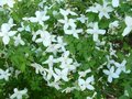 Philadelphus 'Silberregen', 40-50 3L, Boerenjasmijn