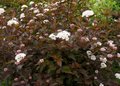 Physocarpus opulif. 'Diable d'or' ®, 40-60 3L, Blaasspirea