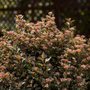 Physocarpus opulif. 'Little Devil' ®, 40-50 3L, Blaasspirea