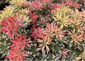 Pieris hybr. 'Flaming Silver', 25-30 3L, Lavendelheide