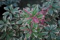 Pieris jap. 'Little Heath', 25-30 3L, Lavendelheide