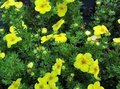 Potentilla frut. 'Kobold', 20-25 1.5L, Ganzerik