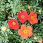 Potentilla frut. 'Marian Red Robin', 20-25 1.5L (=Marrob), Ganzerik