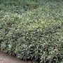 Sarcococca hook. 'Humilis', 20-25 2L, Vleesbes