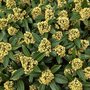 Skimmia conf. 'Kew Green', 25-30 3L