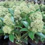 Skimmia jap. 'Fragrant Cloud', 25-30 3L