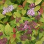 Spiraea jap. 'Firelight', 25-30 3L, Spierstruik