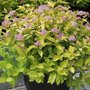 Spiraea jap. 'Goldmound', 25-30 3L, Spierstruik