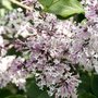 Syringa patula 'Miss Kim', 40-60 3L, Sering