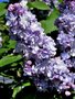 Syringa vulg. 'Michel Buchner', 40-50 5L Sering